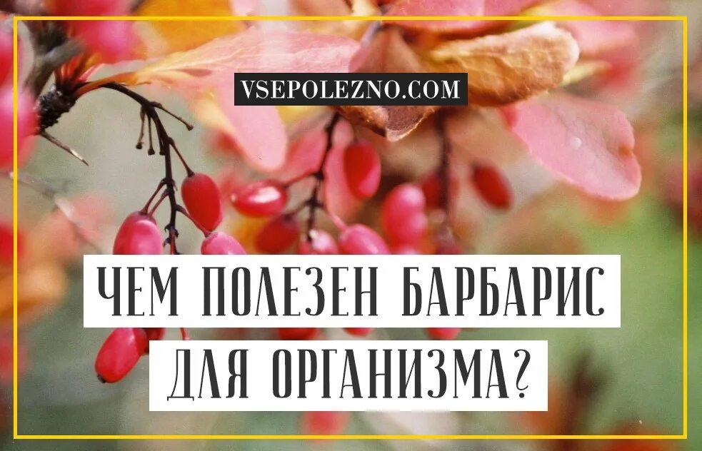 Барбарис характеристика. Барбарис размер ягод. Польза барбариса для организма человека. Чем полезен барбарис. Барбарис плоды.