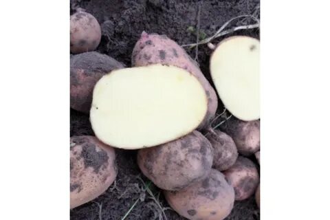 Сорт славянка картофель характеристика сорта