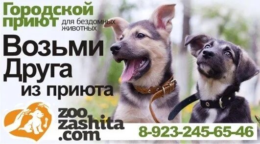 Реклама приюта для бездомных животных. Реклама приюта для бездомных животных. Реклама приюта для бездомных животных. Социальная реклама бездомные животные. Социальная реклама про животных.