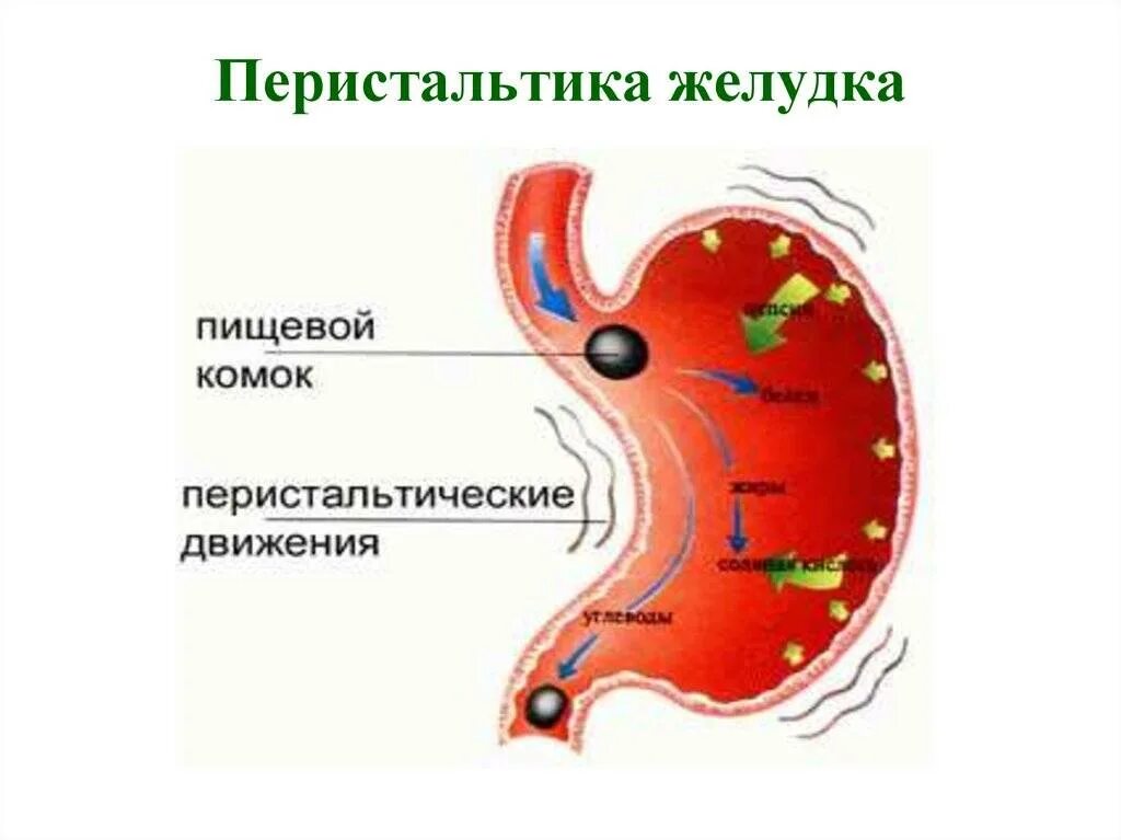 Моторика желудка и кишечника. Тип желудочной секреции при язвенной болезни. Моторика желудка. Перистальтика желудка.