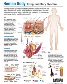 Human Body: Integumentary System Carolina.com Pegadas De Animais, Sistemas ...