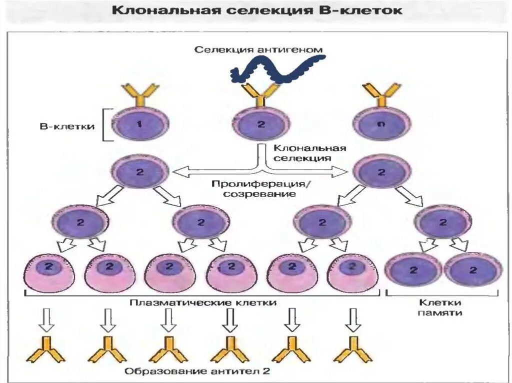 Пролиферация это простыми словами. Клеточная пролиферация. Пролиферация это иммунология. Пролиферация схема. Пролиферация клеток схема.