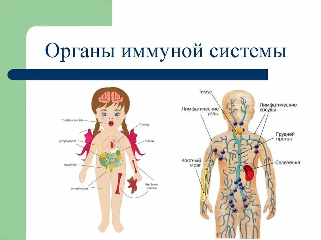 Органы иммунной системы человека. Органы иммунной системы человека анатомия. Эндокринная система. Лимфатическая система. Иммунная система.. Схема строения иммунной системы.