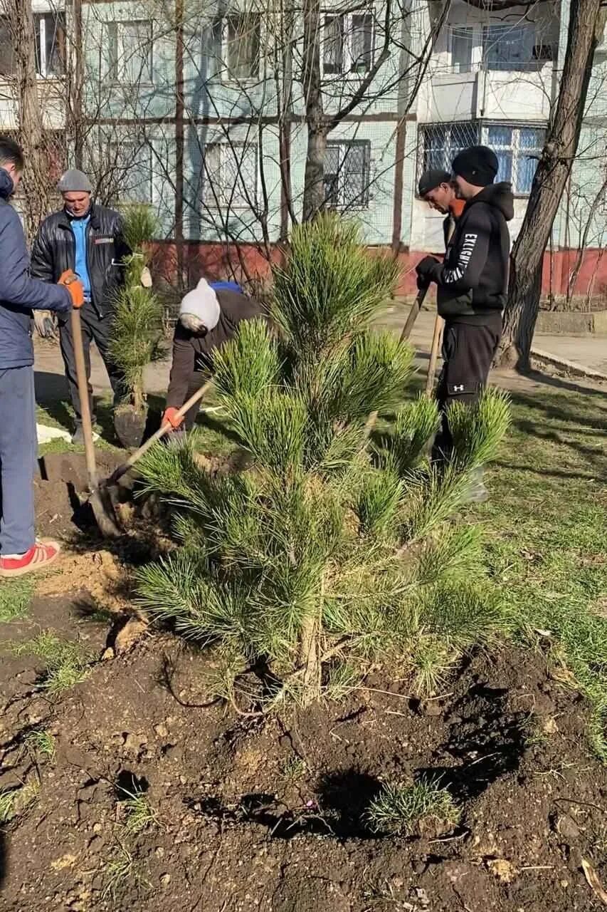 Питомник деревьев. Высадка молодых деревьев. Хвойные в несколько стволов. Чтобы сосны липы ели. Каменский питомник