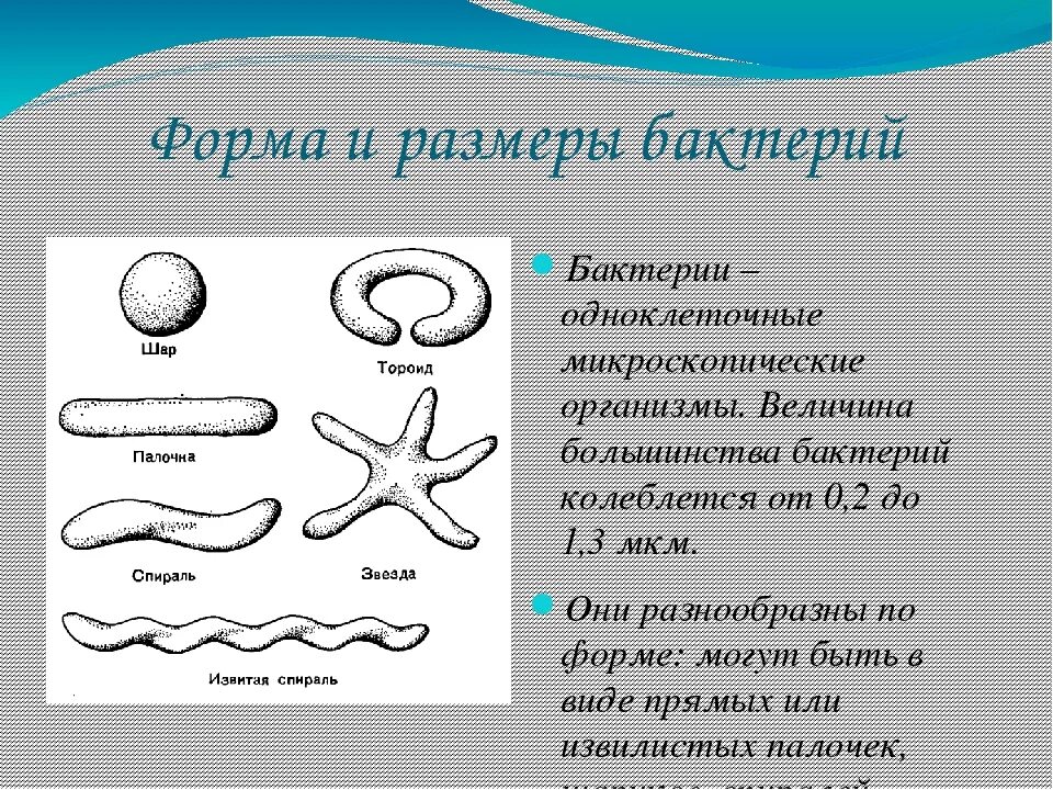 Строение и формы бактерий. Строение бактерий схема форма. Строение бактерий форма бактерий. Типы бактерий 5 класс биология. Название группы организмов бактерии