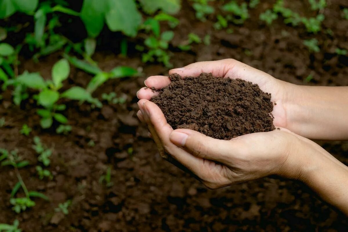 Плодородие почвы. Garden Soil земля. Перегной. Грунт растительный.