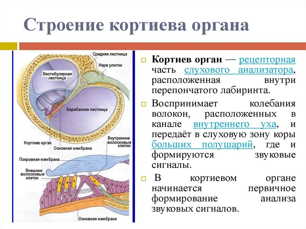 Слуховой анализатор Кортиев орган. Кортиев спиральный орган строение. Наружные опорные клетки Кортиева органа. Внутренние чувствительные клетки Кортиева органа.