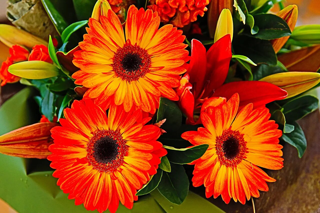 гербера цветок. гербера джемсона лучики. герберы цветы букет. красивые герберы. красивые герберы.