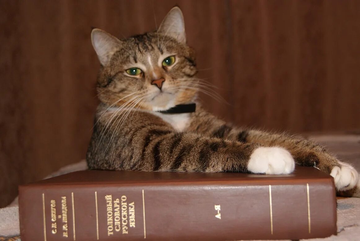 Книги ученый кот. Коты. Умный кот. Кот с книжкой. Кот ученый.