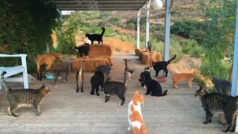 Cat jobs