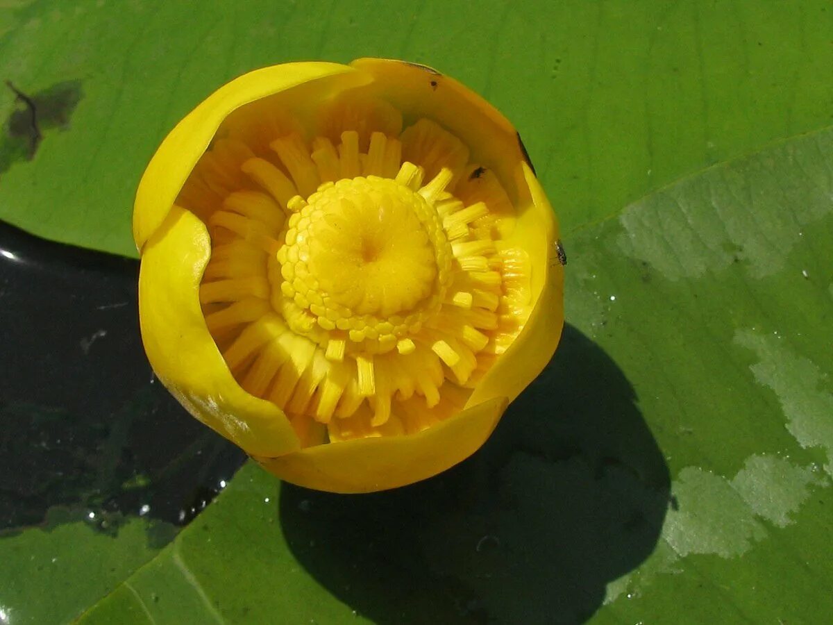 Кубышка (Nuphar). Кувшинка желтая кубышка. Кубышка желтая (Nuphar lutea). Кубышка малая Nuphar pumila. Кубышка уфа