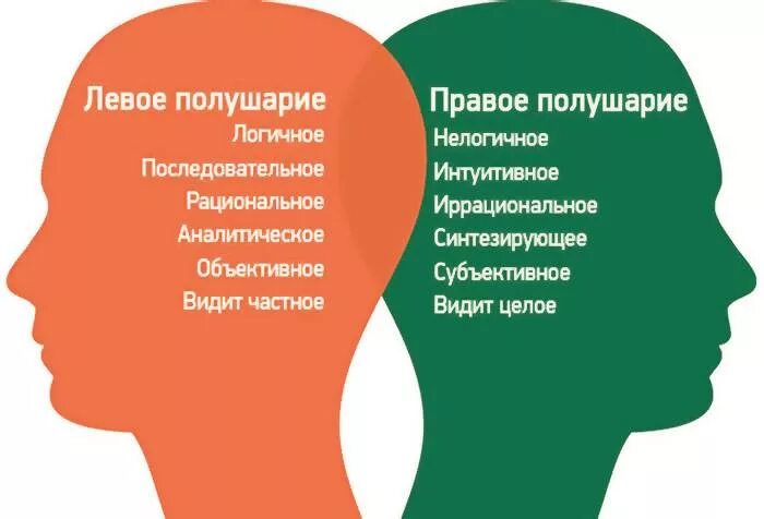 Левый активный. За что отвечает левое полушарие головного мозга. Мозг левши и правши. Левый активный. Полушария мозга схема.
