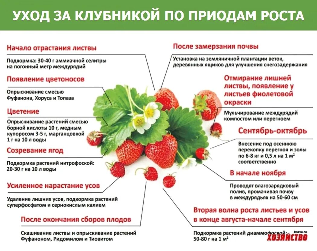 Что можно посадить после клубники. Схема подкормок земляники. Схема обработки клубники. Календарь ухода за клубникой. Памятка по уходу за клубникой.