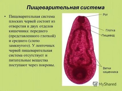 В пищеварительной системе плоских червей отсутствует