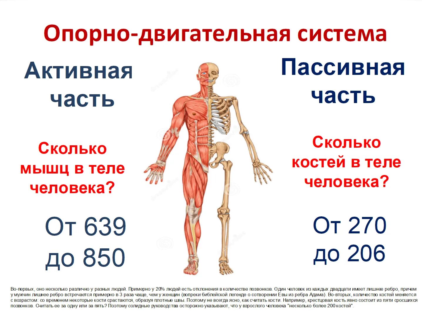 Сколько у людей костей в теле человека. Сколько костей в скелете человека. Сколько костей у человека взрослого. Сколько косетц у человека?. Тело насколько