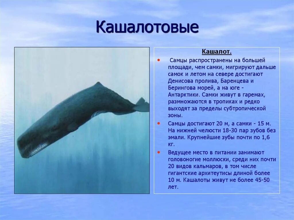 Китообразные ластоногие. Ластоногие и китообразные. китообразные ластоногие хоботные хищные. отряд ластоногие и китообразные представители. хищные, ластоногие, китообразные»..