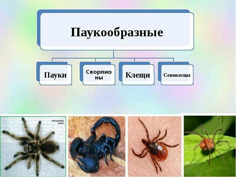 Паук относится к царству. Многообразие паукообразных. класс паукообразные. представители группы паукообразные. пауки представители класса.