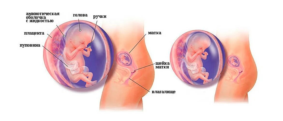 Внутриутробное развитие ребенка. 12 Недель беременности. Ребёнок на 12 неделе беременности. Шейка в 12 недель