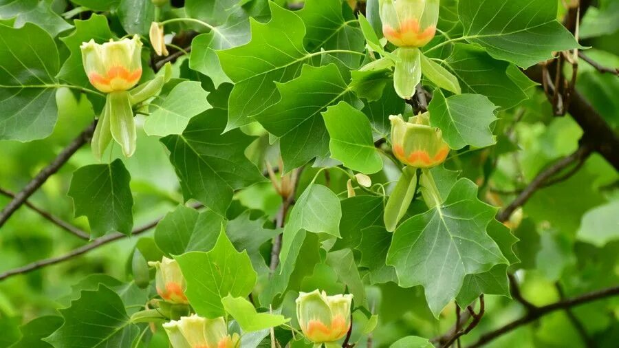 Tulip tree. Тюльпановое дерево лириодендрон. liriodendron tulipifera тюльпановое дерево. тюльпанное дерево (liriodendron tulipifera). лириодендрон тюльпановый.