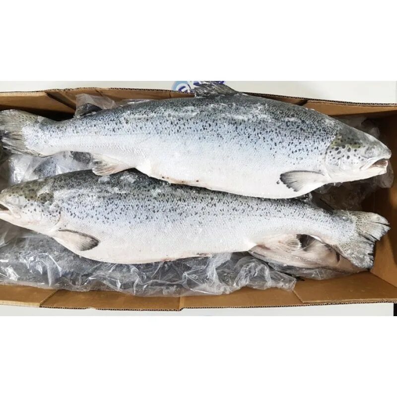 семга лосось псг. рыба лосось копченая. семга премиум. семга премиум. семга премиум.