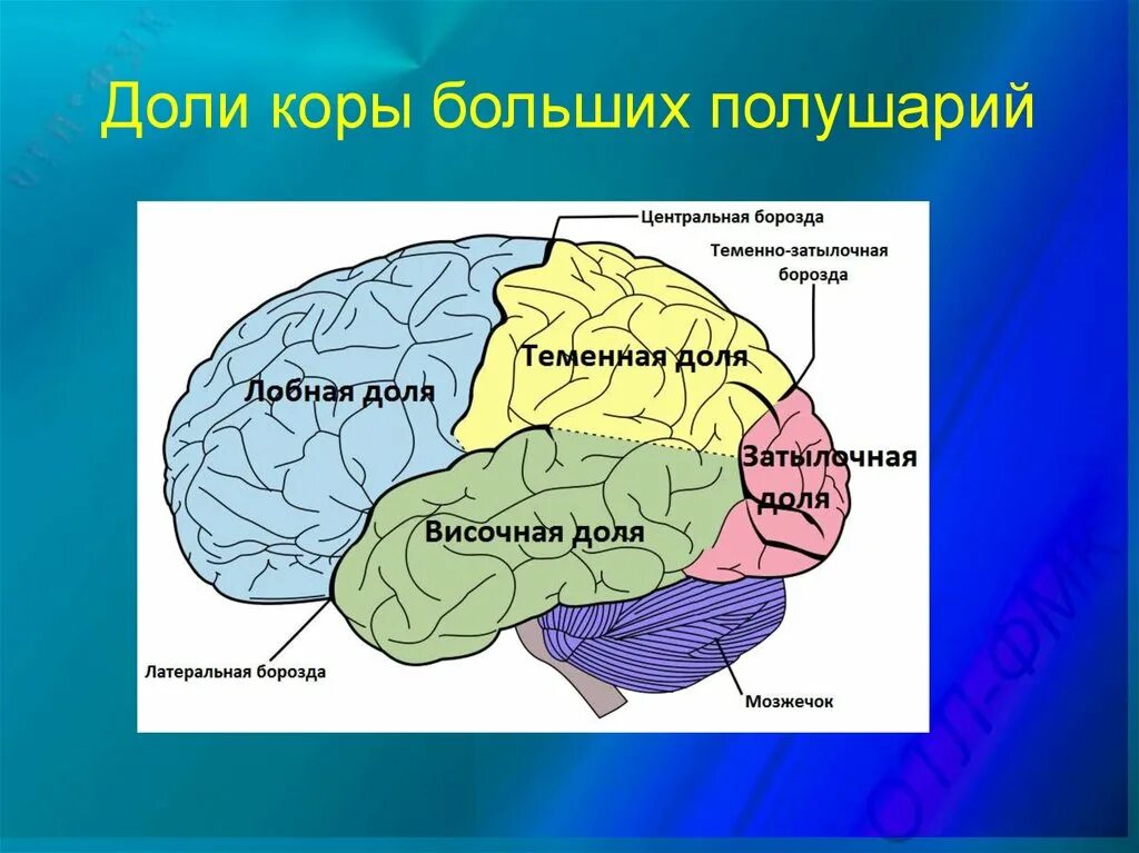 Основные доли мозга. Доли коры больших полушарий мозга. Корковые зоны больших полушарий головного мозга. Основная функция первичных полей коры больших полушарий мозга это. Доли коры.