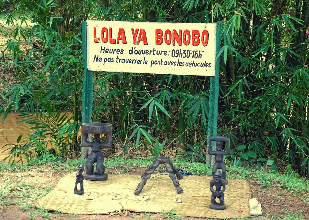 Заповедник бонобо в конго. Блатная обезьяна. Lola ya bonobo. Бонобо канзи. Обезьяна лежит.