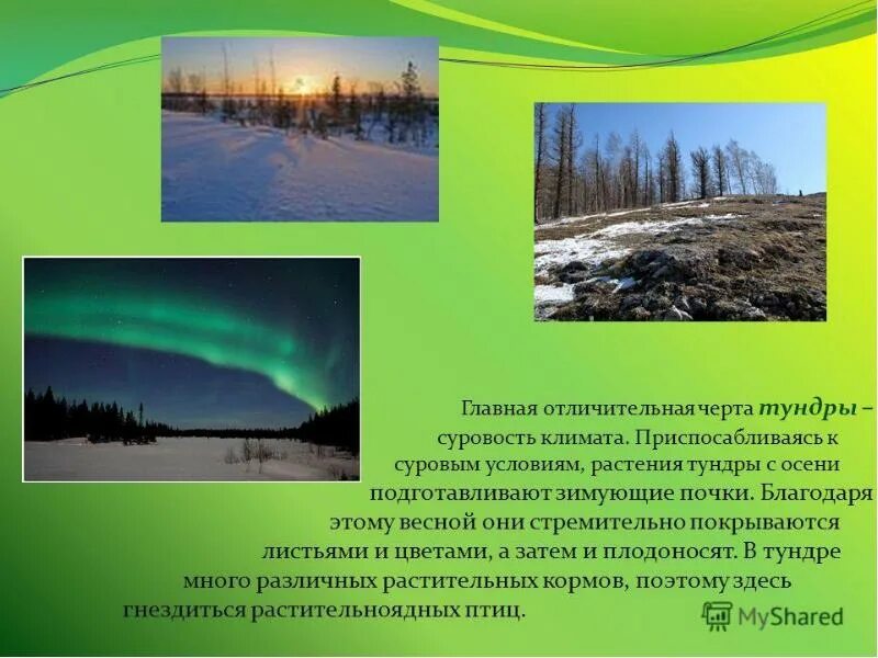 Климат тундры Западно сибирской равнины. Лесотундра охрана природы. Экологические проблемы тундры. Экология лесотундры.