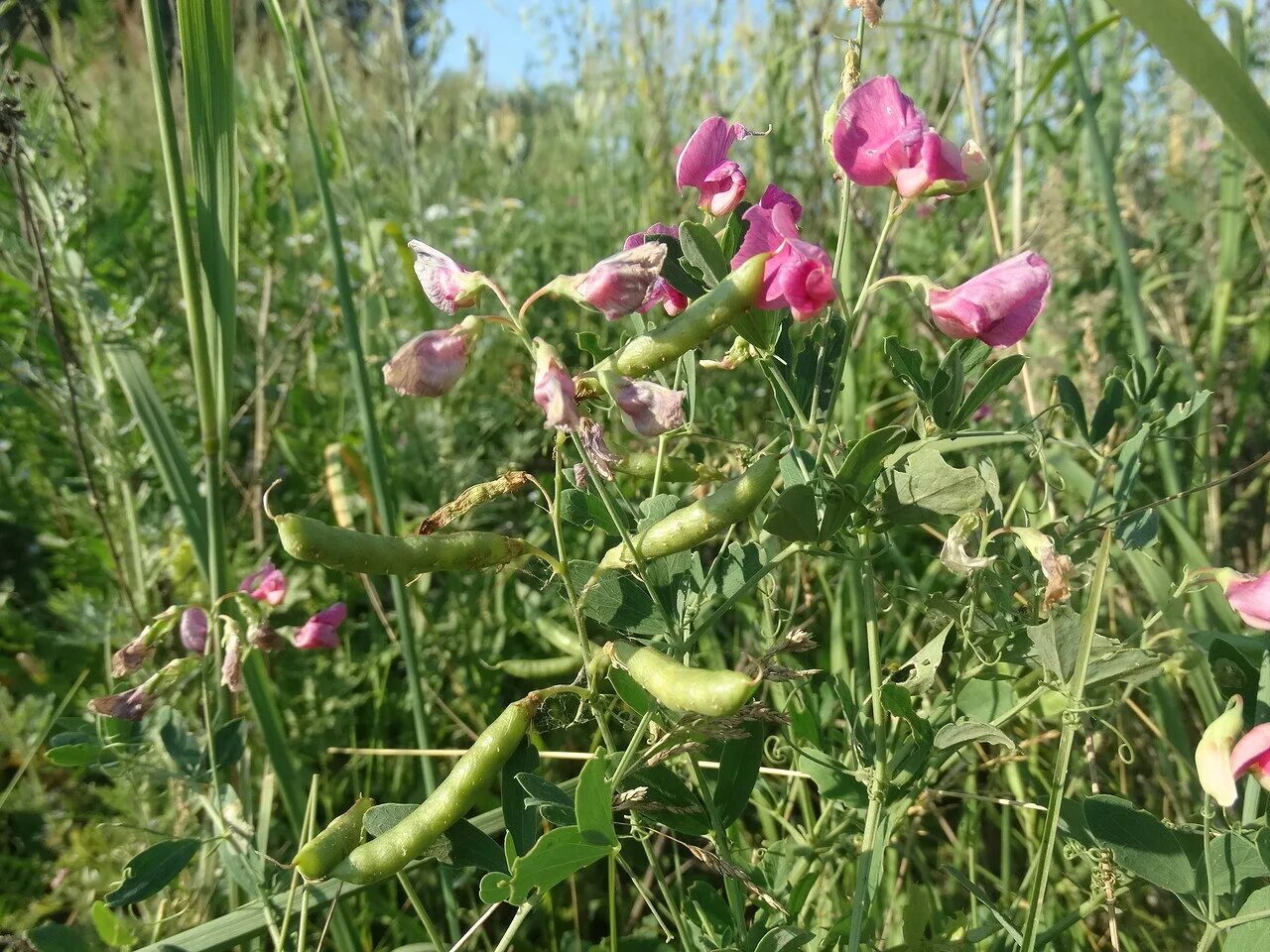 Сибирь чина. Чина клубненосная Lathyrus tuberosus. Lathyrus sativus. Чина Литвинова. Чина Лесная и чина Луговая.