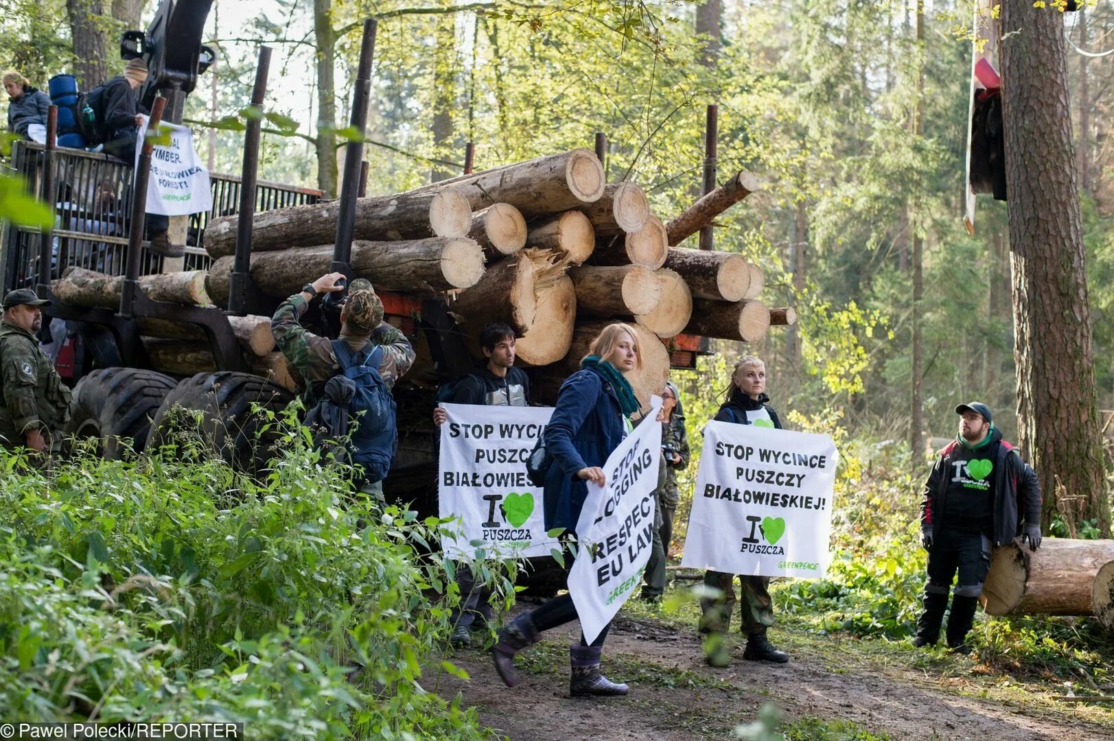 Охрана леса от вырубки. Борьба против вырубки лесов. Гринпис против вырубки лесов. Борьба с вырубкой леса. Защита лесов от вырубки.