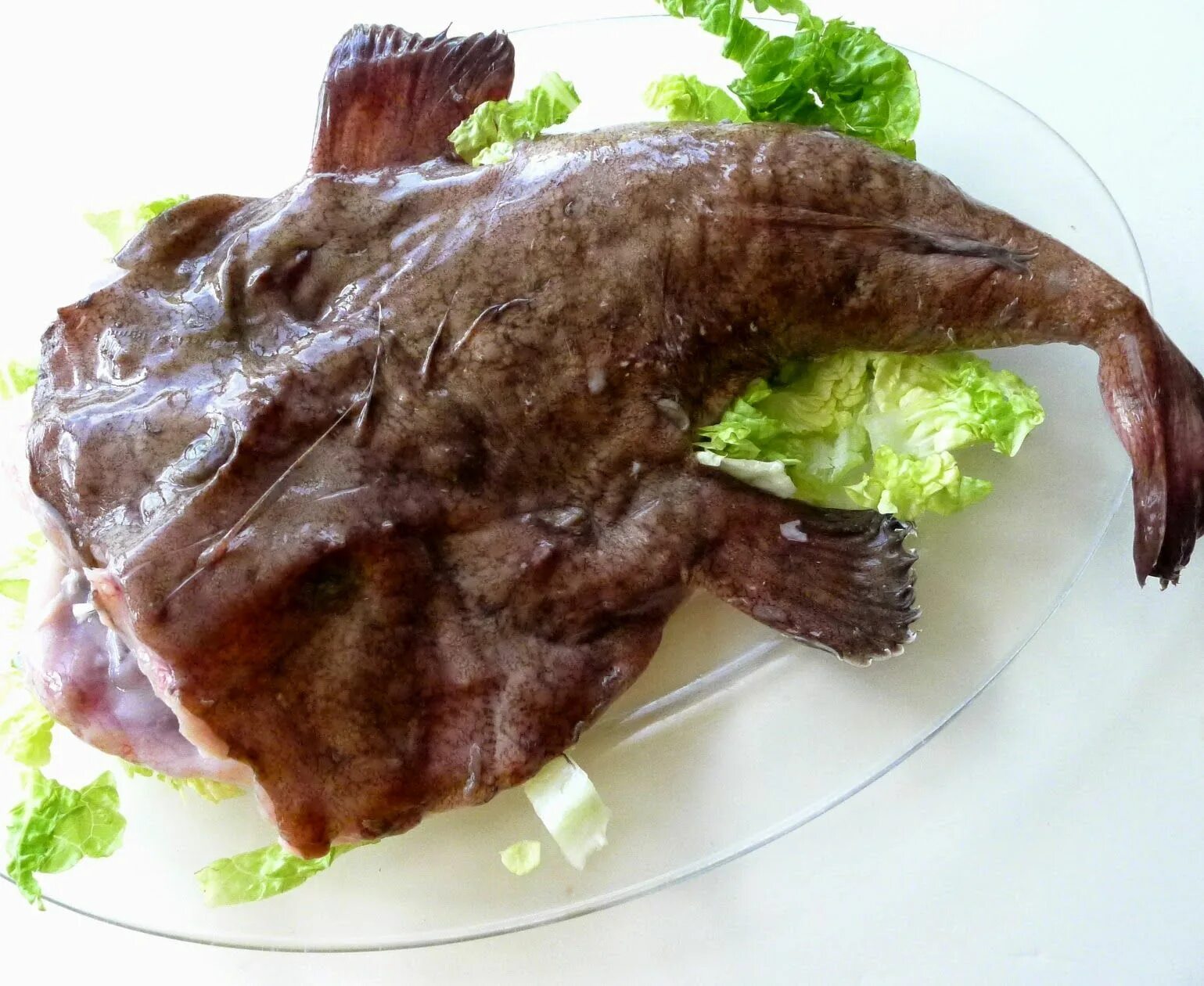 Monkfish. Monkfish