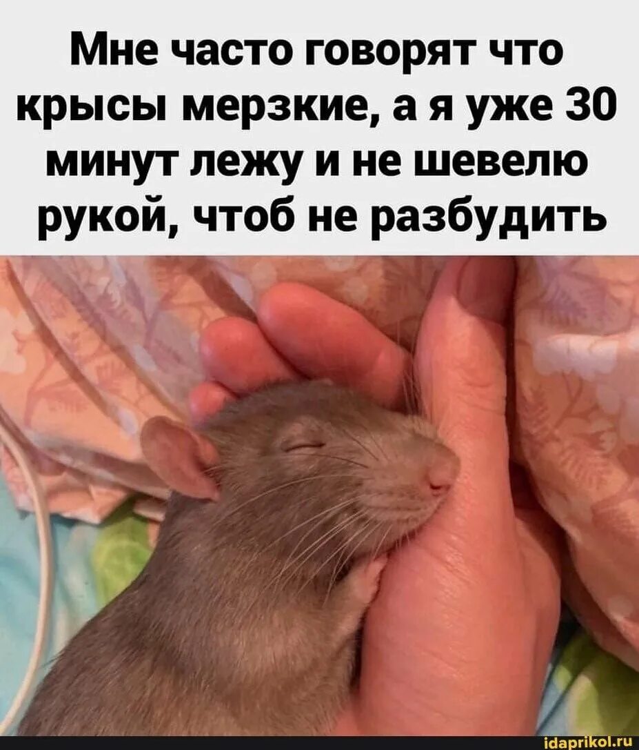 Крыса трясется. Мемы с крысами. крыса надпись. мемы с крысами милые. милые крысы мем.