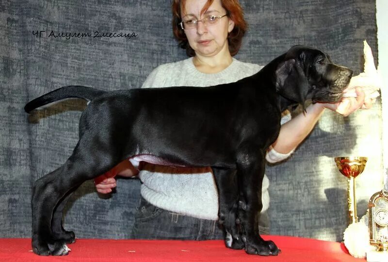 Дог 2 месяца. Немецкий дог 6 месяцев. Немецкий дог щенок 3 месяца. Щенок немецкого дога 4 месяца. Дог 2 месяца.