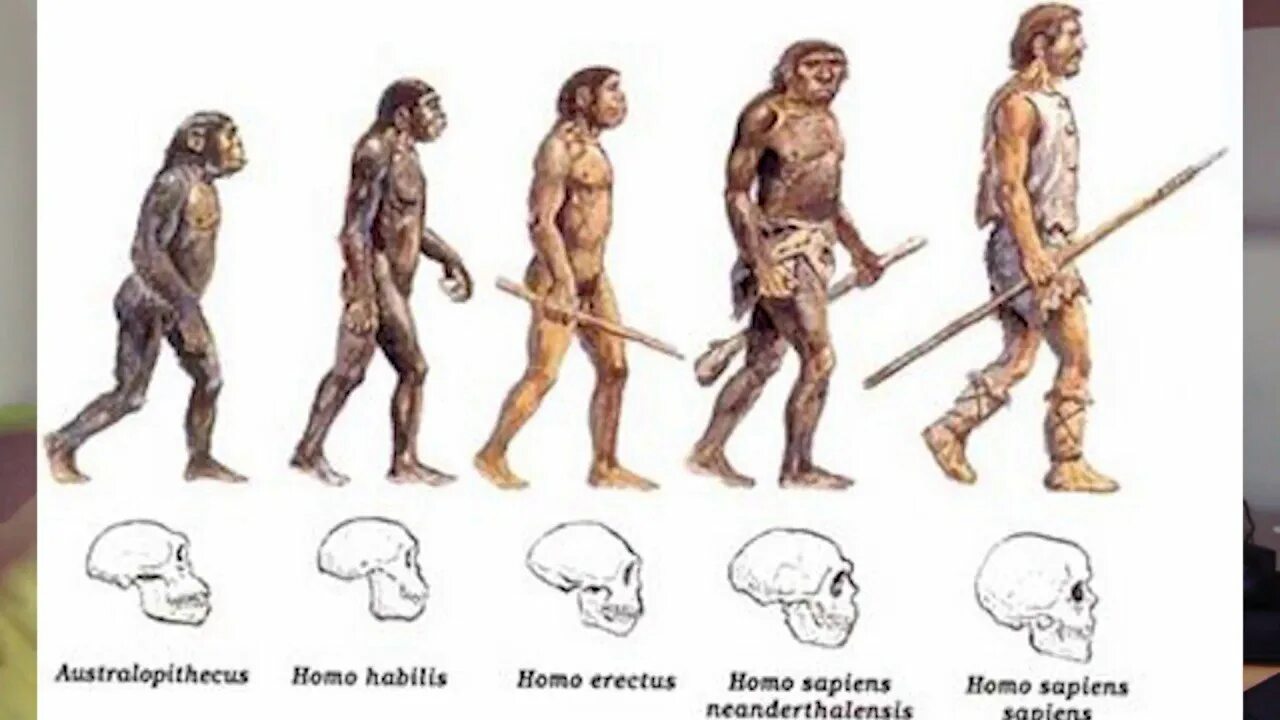 Хомо сапиенс австралопитек Эволюция. Хомо сапиенс неандерталенсис. Кроманьонцев неандертальцев синантропов питекантропов. Этапы эволюции хомо сапиенс. Хомо сапиенс появился в эпоху