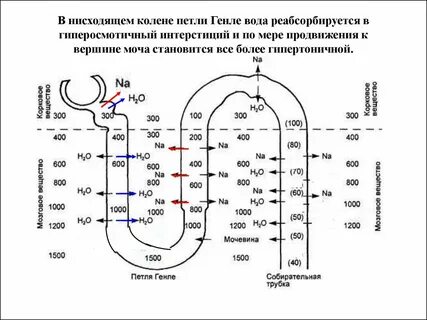 Давление в нефроне