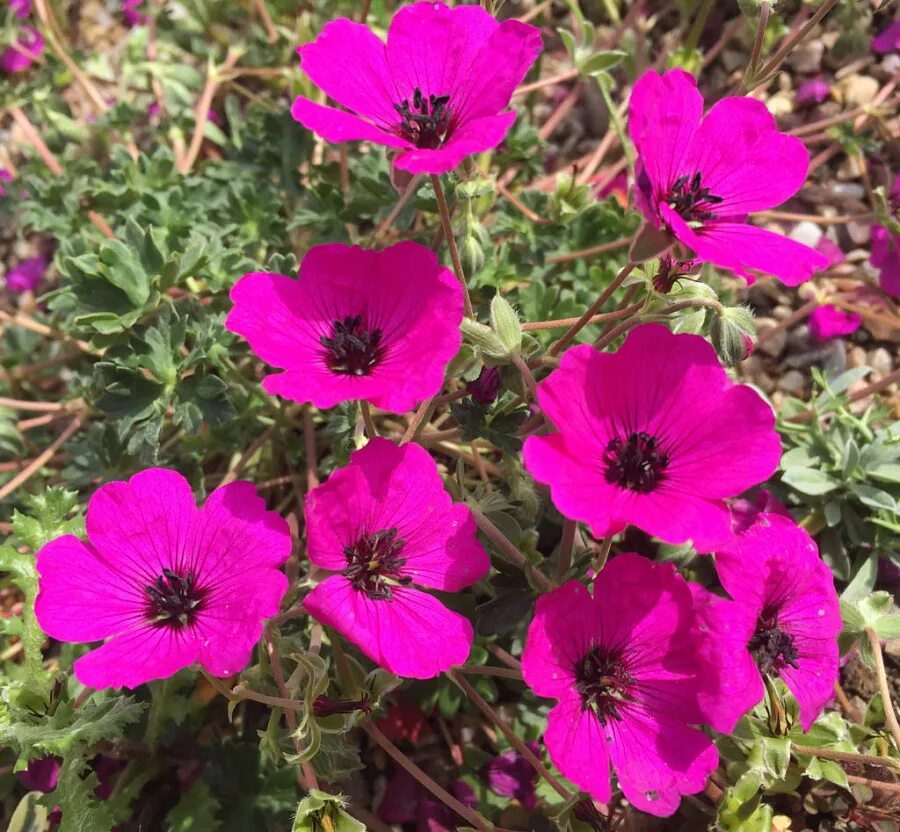 Geranium cinereum subcaulescens. Герань пепельная (geranium cinereum) ballerina. Герань пепельная джузеппе. Герань пепельная джузеппе. Герань пепельная splendens.