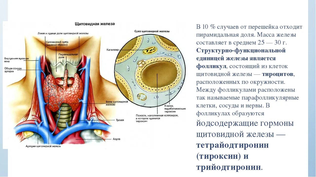 Строение фолликула щитовидной железы. Строение стенки фолликула щитовидной железы. Структура фолликулов щитовидной железы. Что является структурно-функциональной единицей щитовидной железы?.