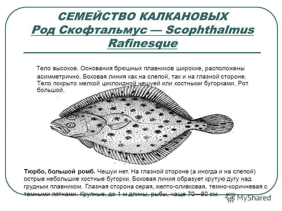 Тип окраски камбалы и ее значение. Строение камбалы. схема обработки камбалы. боковая линия на теле рыбы. внешнее строение камбалы.