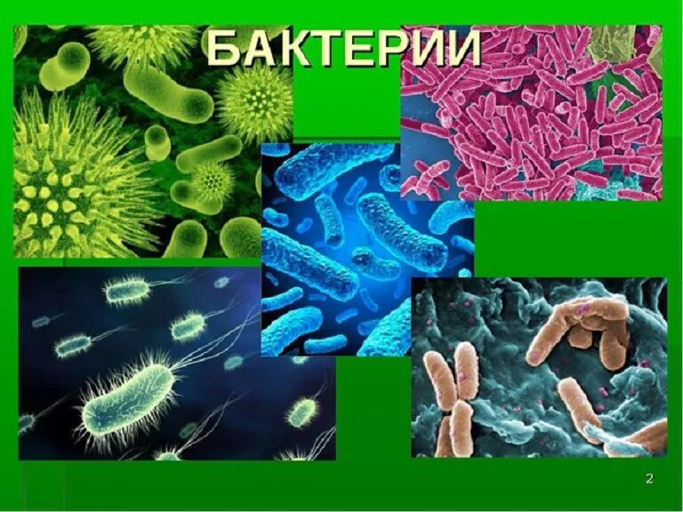 Бактерии по биологии. Бактерии презентация. Микробы по биологии. Бактерии проект. Биологии бактерии 9