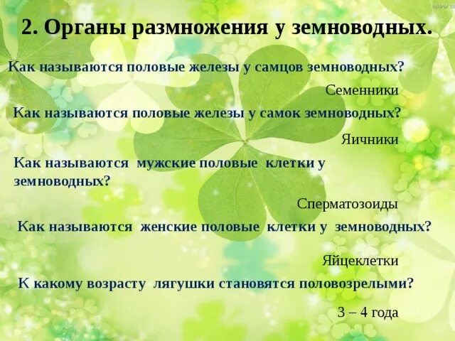 Половые клетки земноводных. Органы размножения амфибий. Половые органы амфибий. Как называются мужские половые клетки у земноводных?. Половые железы земноводных.