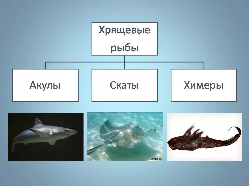 Класс хрящевые рыбы представители. Представители хрящевых рыб 7 класс. Биология представители класса хрящевые рыбы. Многообразие рыб: класс хрящевые рыбы.