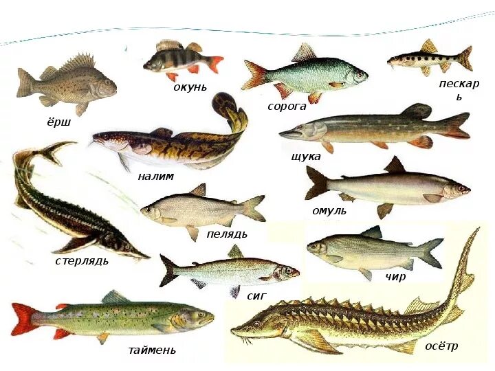 Породы разводимых рыб. Пресноводные рыбы названия. Озерные рыбы названия. Речные и озерные рыбы. Рыбы которые водятся в реке.