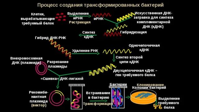 Последовательность этапов получения генномодифицированных бактерий. Последовательность этапов получения генномодифицированных бактерий