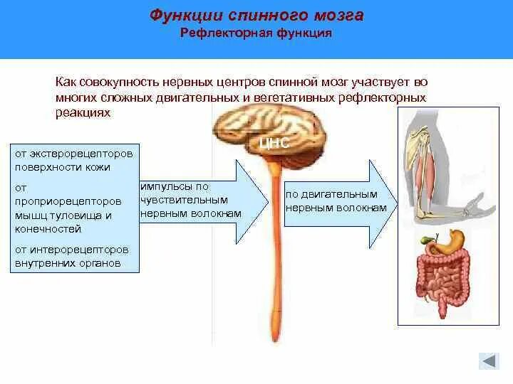 Выполняет рефлекторную и проводниковую функцию мозг. Рефлекторная функция спинного. Функции спинного мозга рефлекторная функция. 4. Проводниковые и рефлекторные функции спинного мозга. Рефлекторная и Проводящая функции спинного мозга.