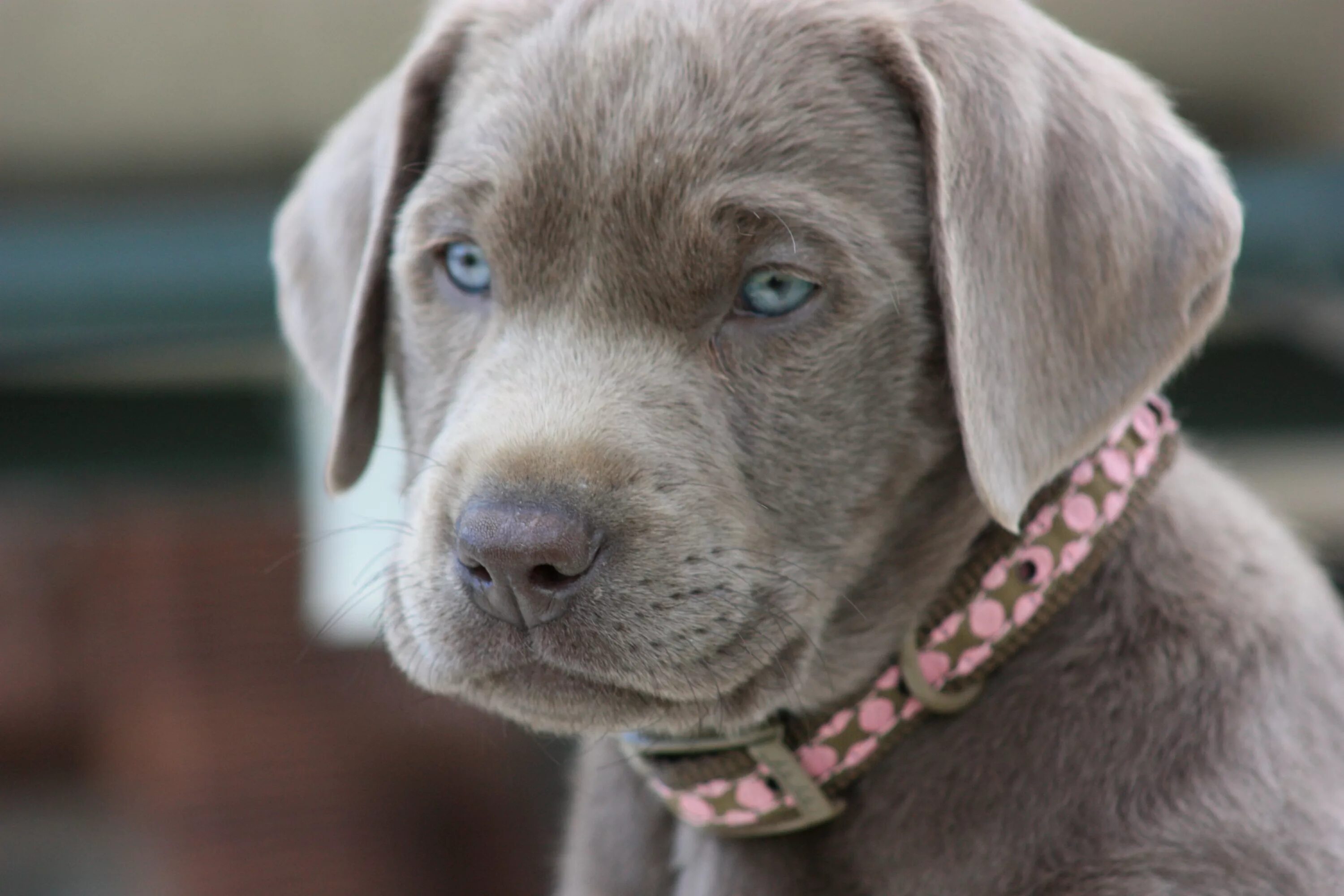 Silver lab