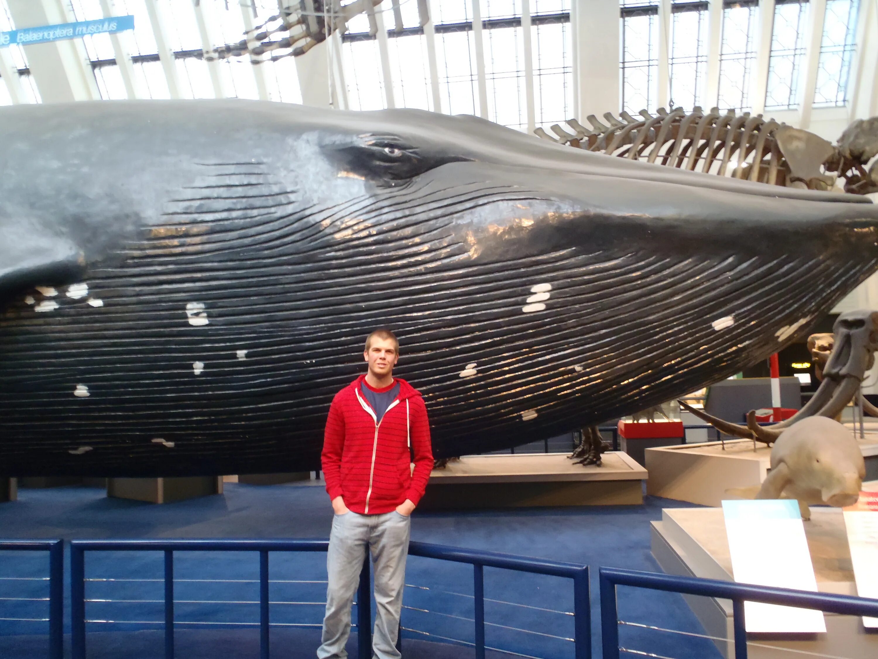 Гигантский кит. Самый большой синий кит. Кит рядом с человеком. Самый большой кит Размеры. Самое крупное простейшее