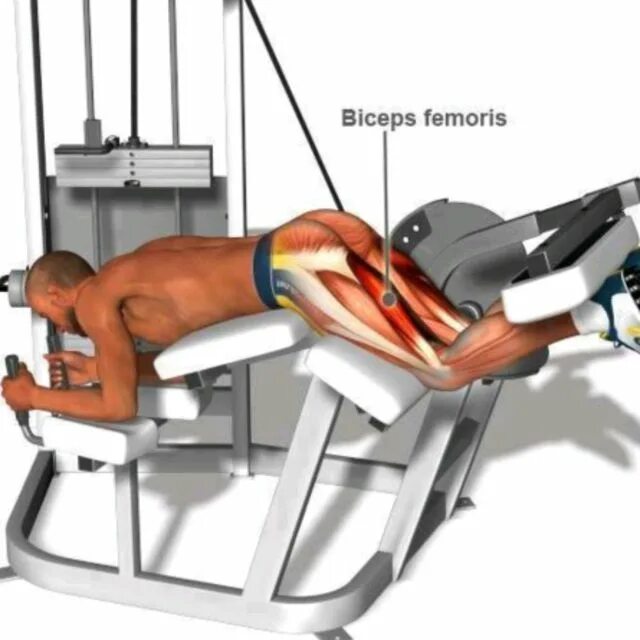 Сгибание ног лежа в тренажере. Разгибание ног в тренажере лежа. Сгибатель бедра тренажер. Тренажер на бицепс бедра сгибание. Разгибание ног лежа