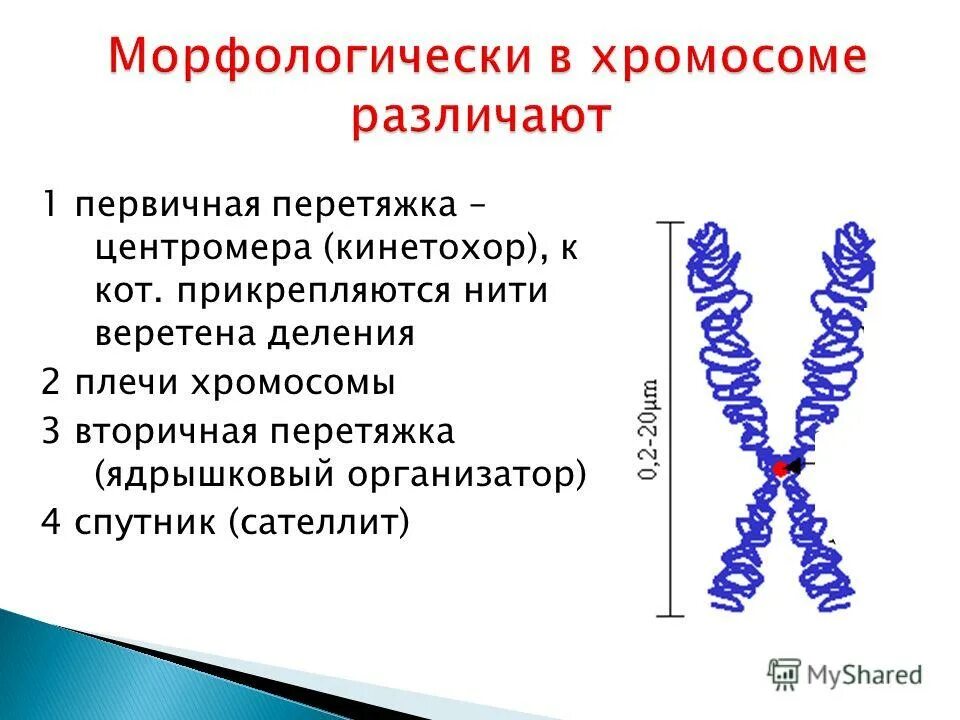 что такое центромера какую роль она