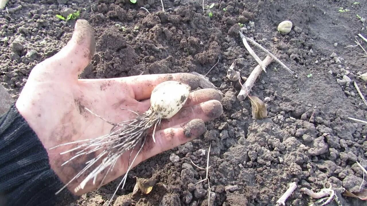 Чеснок весной посадка зубчиками в открытый. Посадка ярового чеснока весной. Посадка чеснока весной. Сажает чеснок весной. Посадка озимого чеснока весной в открытый грунт.