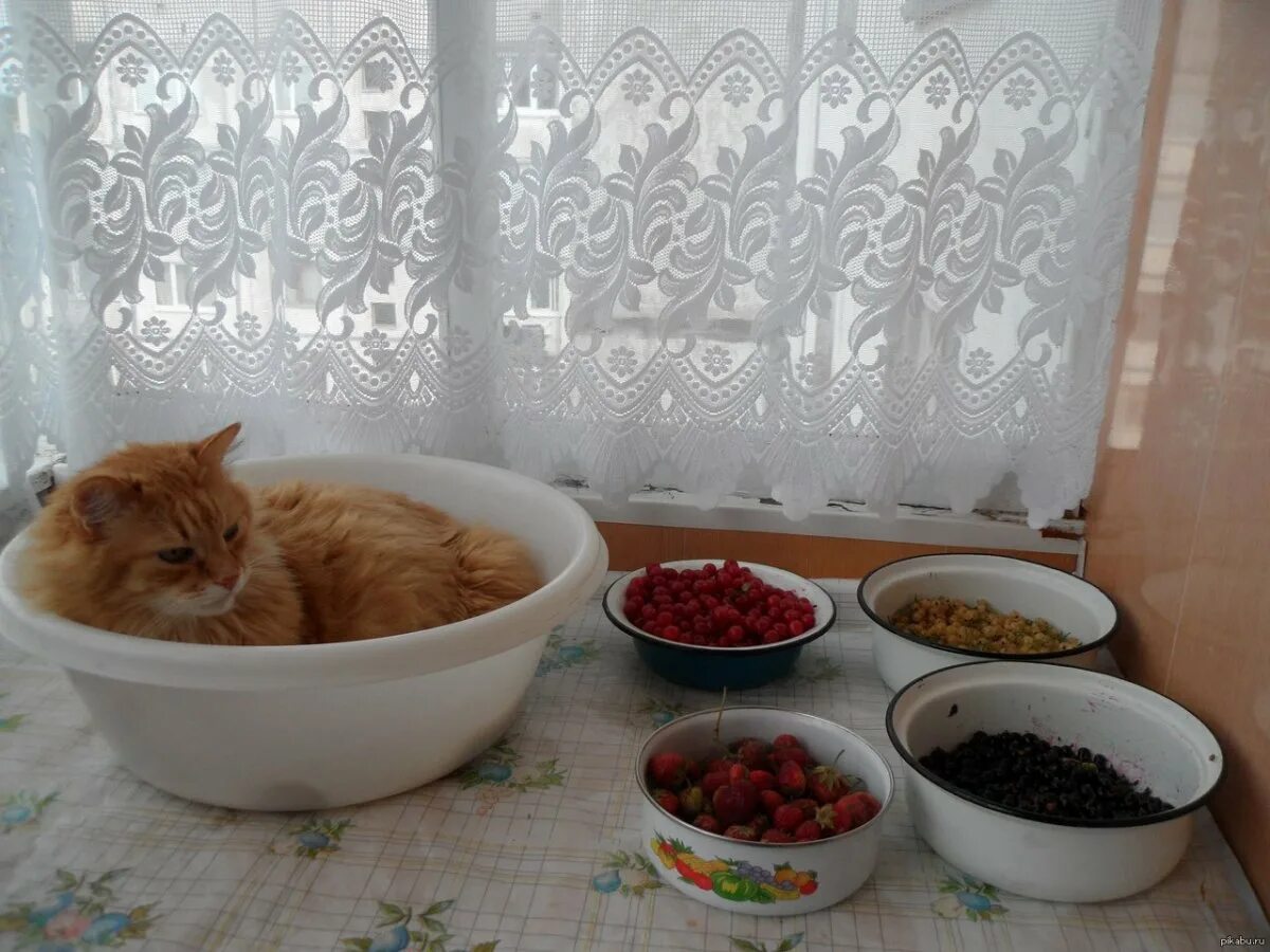 Лкот