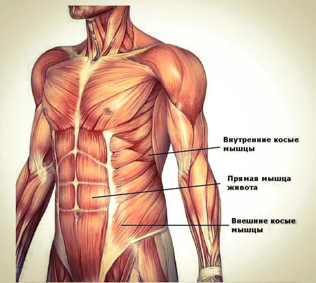 Мышцы пресса анатомия